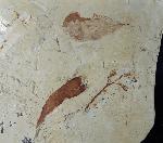 Fruchtstand indet. & Daphnogene polymorpha ETTINGSHAUSEN 1851 - Bild © FossNet FossilienStore
